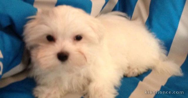 chiot bichon maltais à donner 