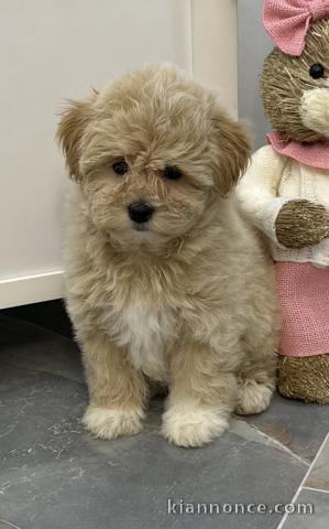 Maltipoo chiots à vendre