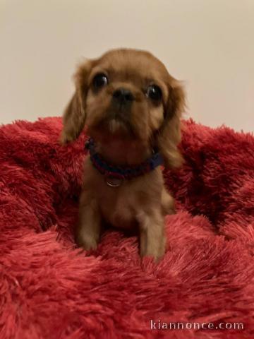 Je donne chiot cavalier king charle disponible 