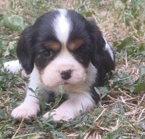Je donne chiot cavalier king charle femelle 