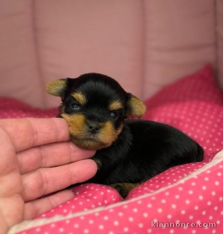 Chiot Yorkshire femelle a donner 