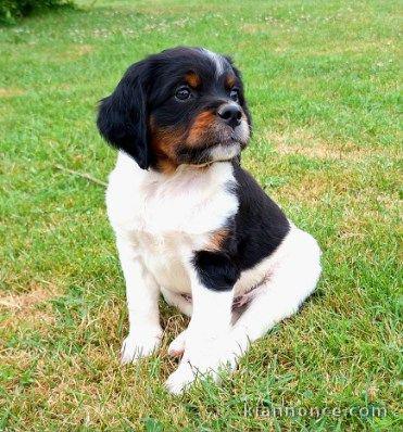 Adorable chiot épagneul breton disponible 