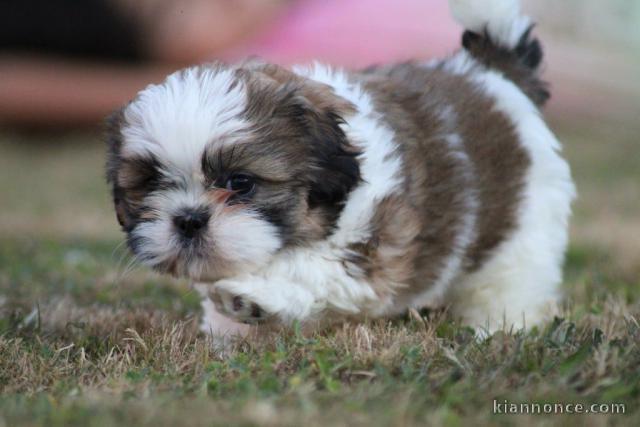 Chiot Shih Tzu à donner 