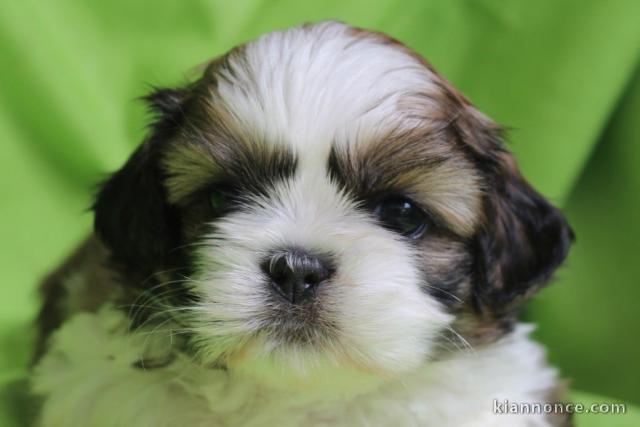 Je donne chiot Shih Tzu disponible 