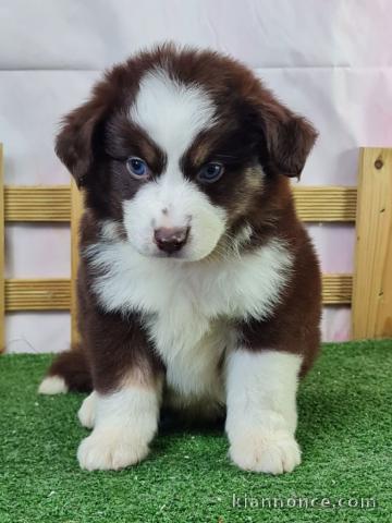 Adorable chiot berger américain minuature 
