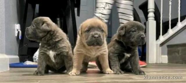 Je donne chiot cane corso disponible 