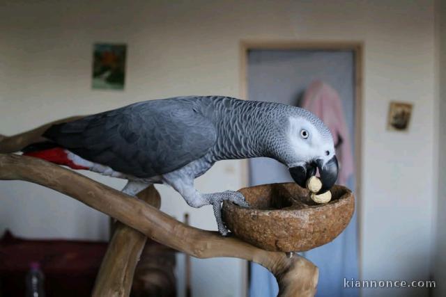 Bébé perroquet gris du Gabon disponible 