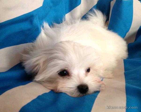 chiot bichon maltais mâle a donner 