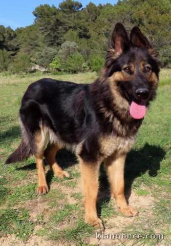 Chiot berger allemand disponible pour adoption 