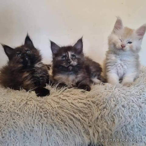 Adorable chaton Maine coon disponible 
