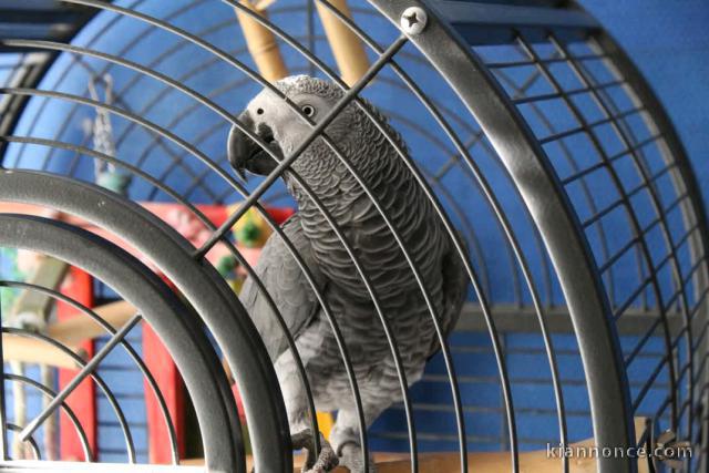 Je donne perroquet gris du Gabon 