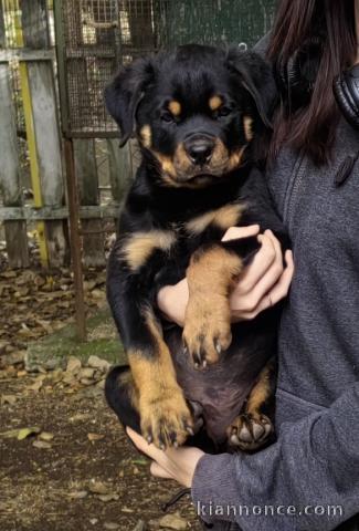Rottweiler chiots à vendre