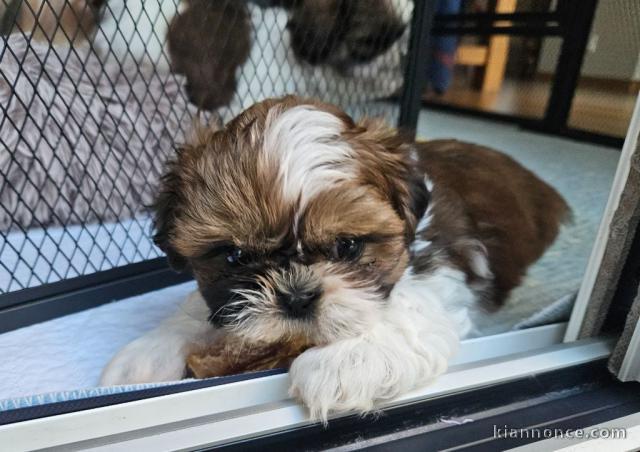Dons chiot Shih Tzu disponible mâle 