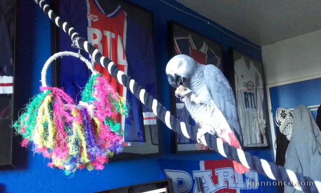 couple perroquet gris du Gabon 