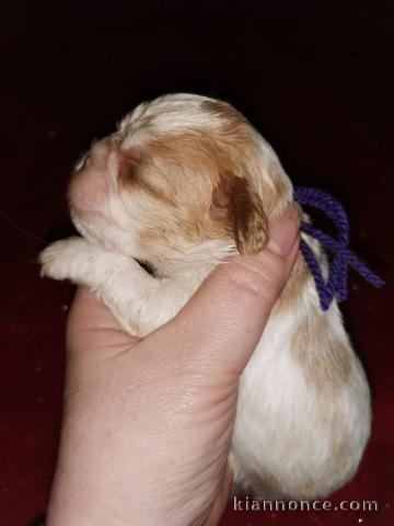 chiot cavalier king charle femelle a donner 