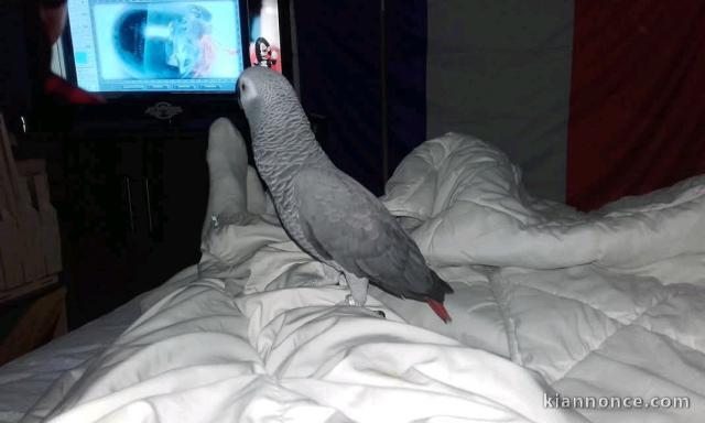 perroquet gris du Gabon disponible 