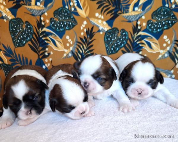 magnifique chiot Shih Tzu à donner 
