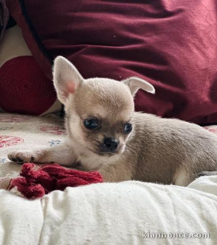 chiot chihuahua femelle a donner 