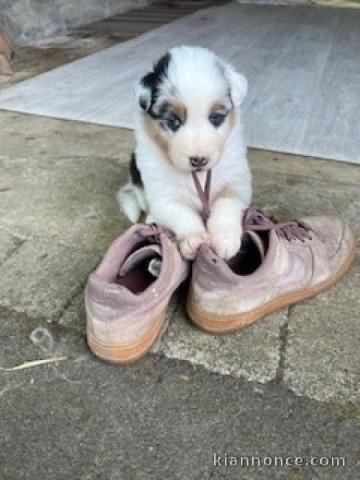 je donne chiot berger australien lof mâle 