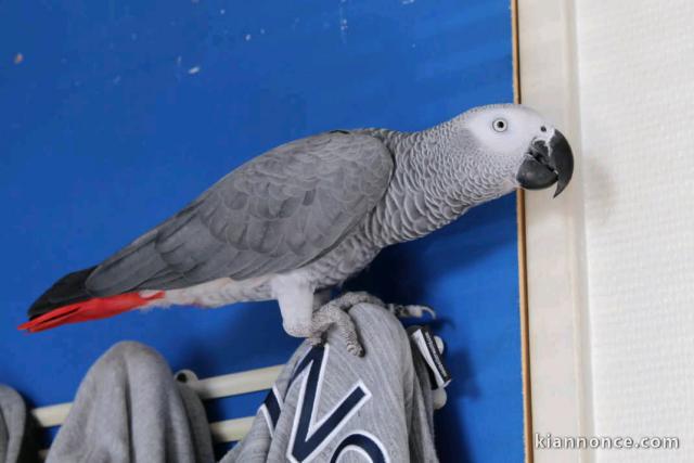 perroquet gris du Gabon disponible 