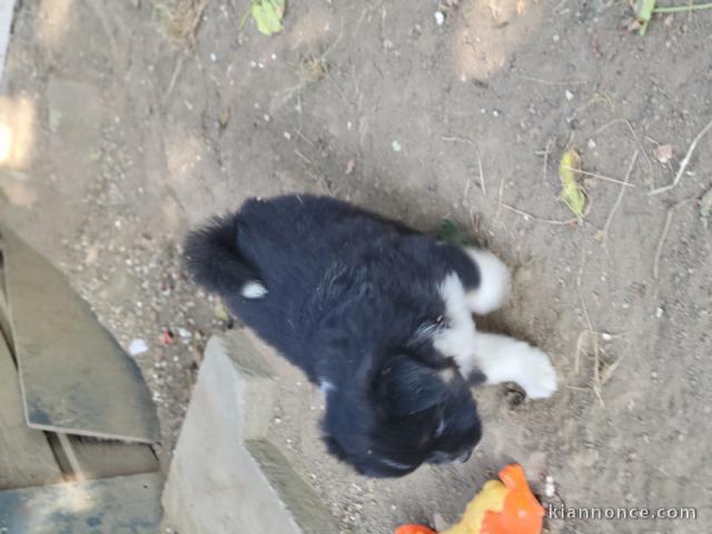 chiot berger australien lof à donner 