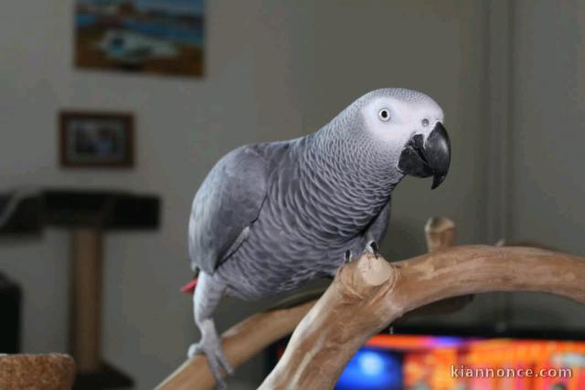 Perroquet gris du Gabon disponible 