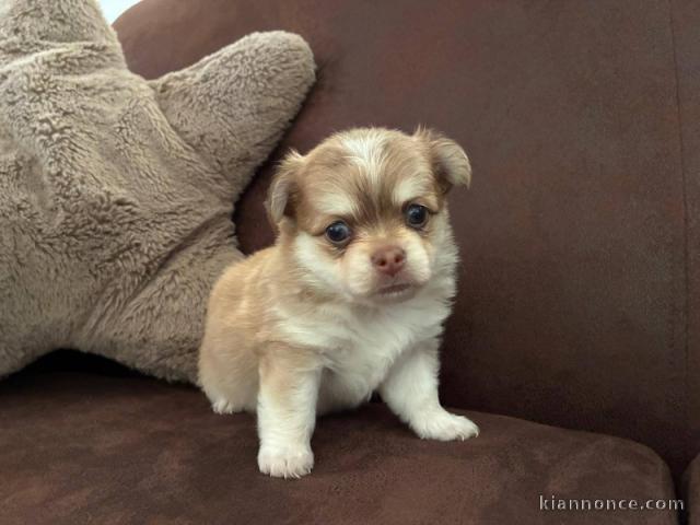 Je donne chiot chihuahua disponible 
