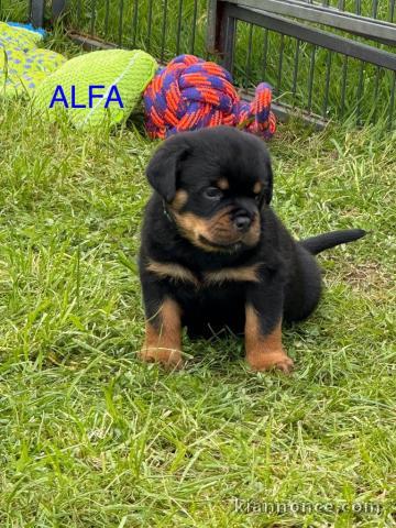 Je donne chiot rottweiler disponible 