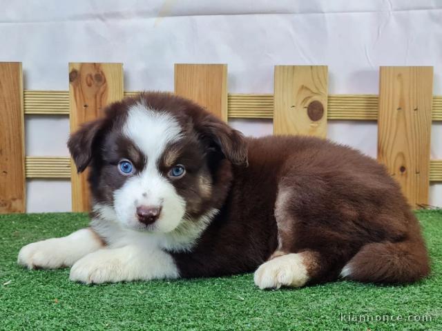 Chiot berger américain minuature à donner 
