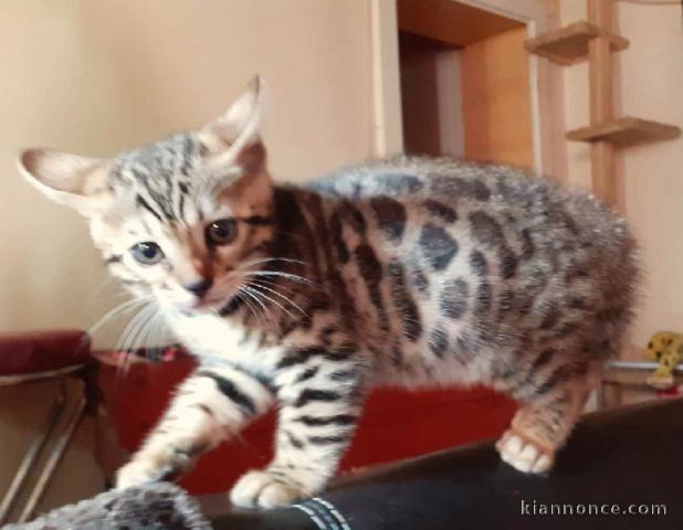 Donne de chatons bengal