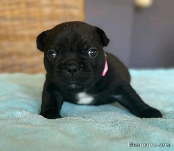 Adoption chiot bouledogue français disponible 