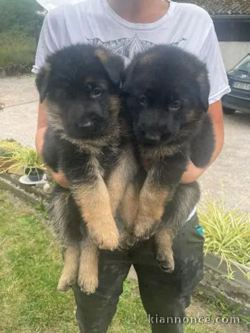 Je donne des chiots berger allemand lof 