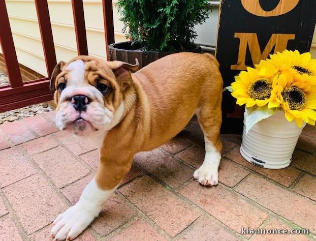 A donner chiots bulldog anglais