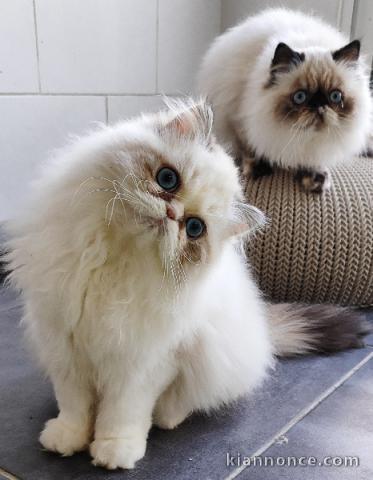 Adorable chaton persan a adopter 