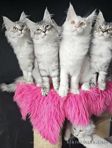 Adopter chaton maine coon 