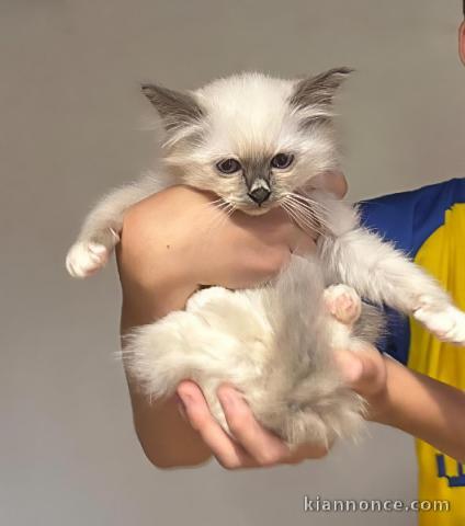 chatons sacrés de brinamie a donner mâle 