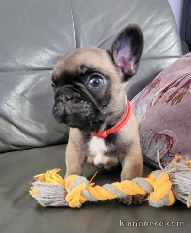 Chiot bouledogue français à donner femelle 