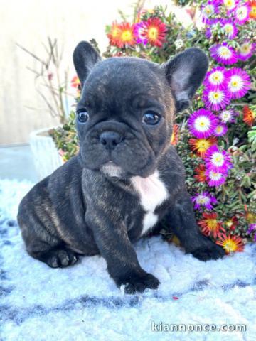 Chiot bouledogue français à donner 