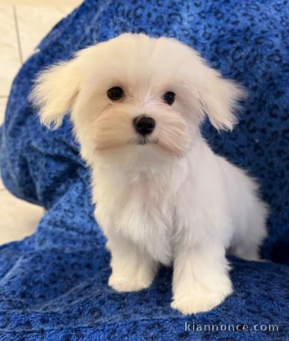Chiot bichon maltais mâle a donner 