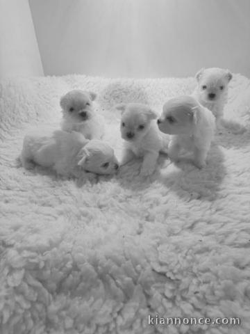 Adoption chiot bichon maltais 