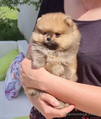 chiot spitz nain disponible 