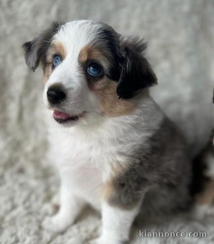 Magnifiques chiots Bergers Australiens 
