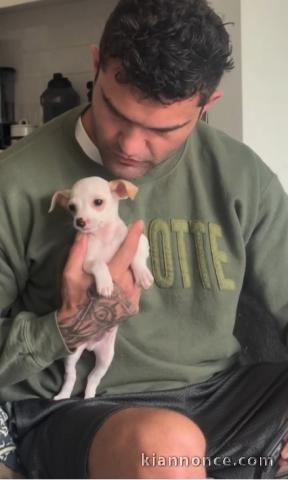 Chiot chihuahua à adopter dans une bonne maison