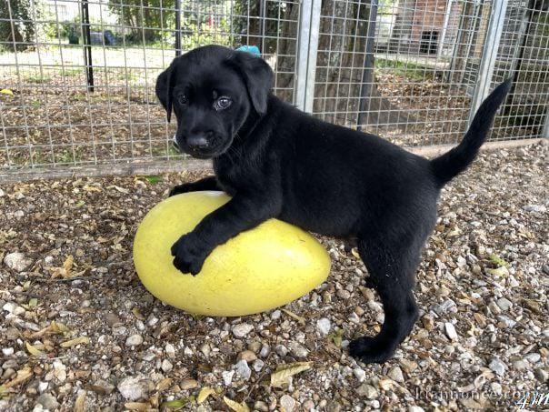 Je donne des chiots labrador retriever 