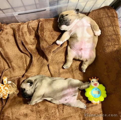 Je donne chiot bulldog anglais 