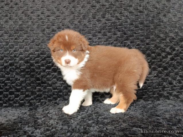 Chiot berger australien disponible 