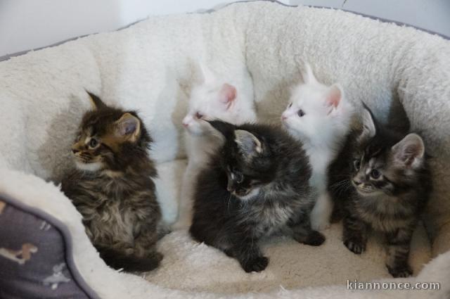 chaton maine coon mâle a donner 
