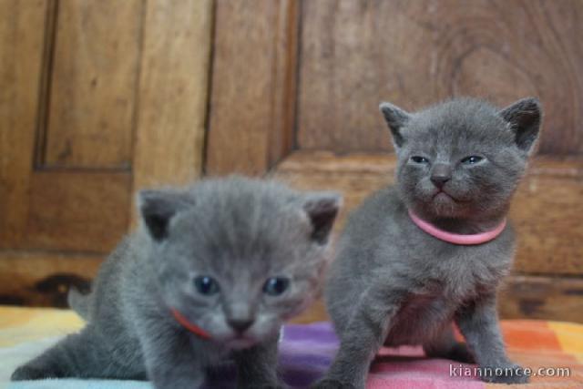 magnifique chaton maine coon 
