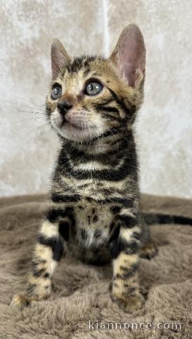 Bébé chaton Bengal disponible 