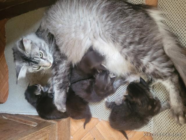 Annonce chaton maine coon 